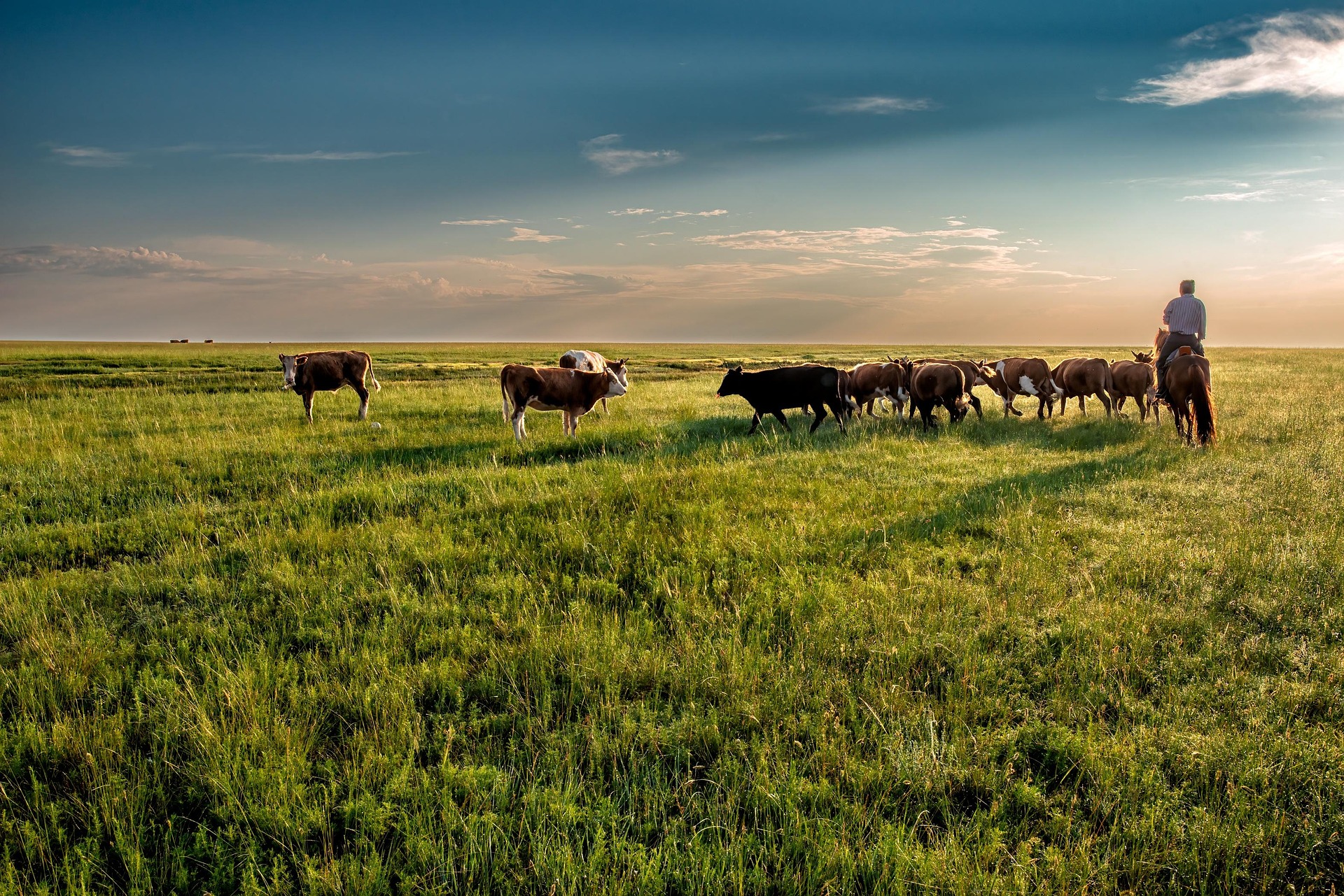 Improved grazing is restoring communal rangelands and generating carbon credits, but researchers warn that soil carbon remains difficult to measure.